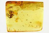 Fossil Fungus Gnat, Spider, and True Midge in Baltic Amber #278658-1